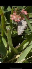 Hemiargus ceraunus
