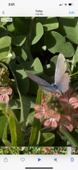 Hemiargus ceraunus
