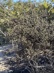 Ceanothus dentatus