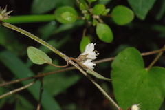 Teucrium parvifolium