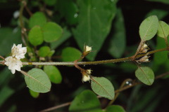 Teucrium parvifolium