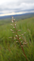 Eragrostis racemosa