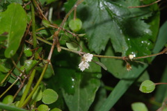 Teucrium parvifolium