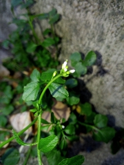 Cardamine hirsuta