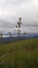 Trichanthecium natalense