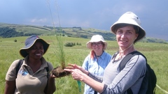 Trichanthecium natalense