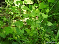 Galium rotundifolium
