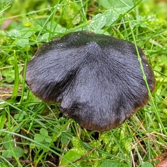 Hygrocybe conica