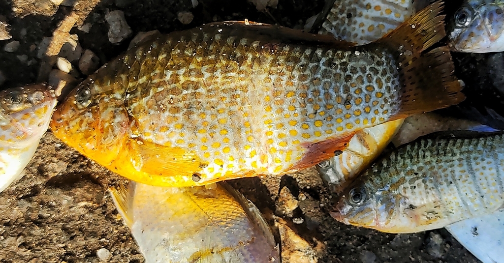Ocellated Killifish