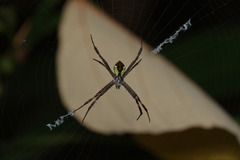 Argiope perforata