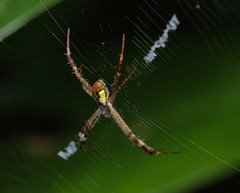 Argiope perforata