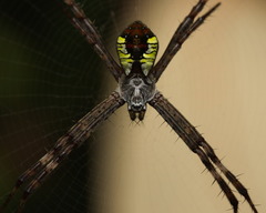 Argiope perforata