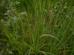 Agrostis vinealis