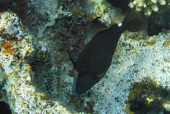 Cantherhines pardalis