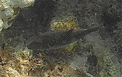 Canthigaster margaritata