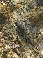 Canthigaster margaritata