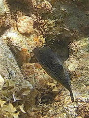 Canthigaster margaritata