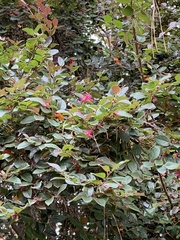 Loropetalum