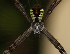Argiope perforata