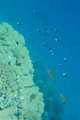 Pycnochromis dimidiatus