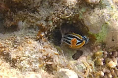 Chromodoris quadricolor