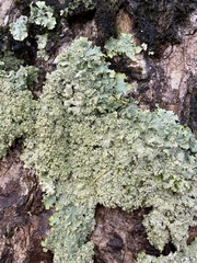 Punctelia appalachensis