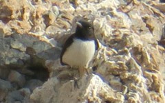 Oenanthe albonigra