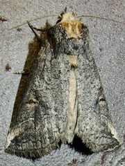 Elasmia packardii