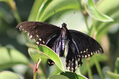 Papilio menatius victorinus
