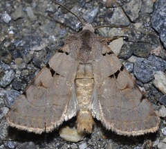 Eugnorisma arenoflavida