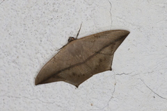 Prochoerodes onustaria