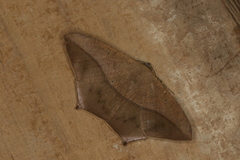 Prochoerodes onustaria