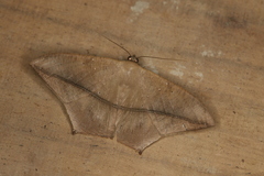 Prochoerodes onustaria