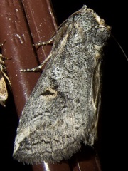Elasmia packardii