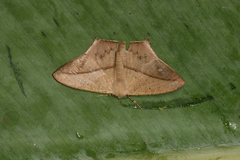 Prochoerodes onustaria