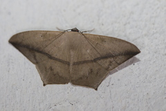 Prochoerodes onustaria