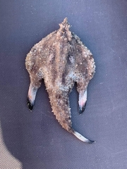 Ogcocephalidae