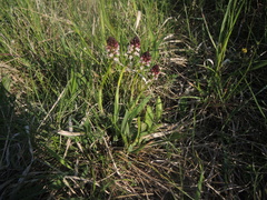 Neotinea ustulata ustulata