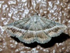 Lesmone griseipennis