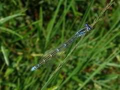 Coenagrion caerulescens