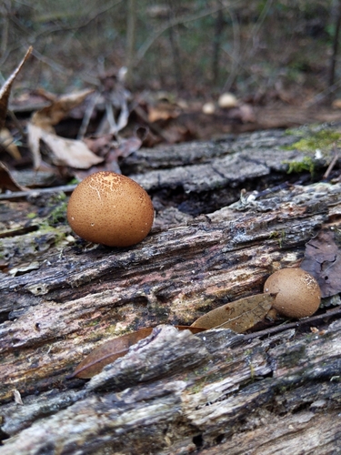 Apioperdon pyriforme image