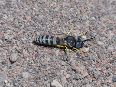 Microbembex patagonica