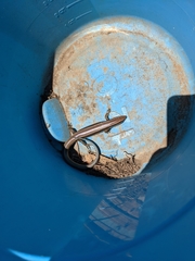 Plestiodon gilberti placerensis