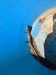 Plestiodon gilberti placerensis