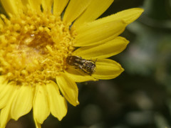 Agrilus albomaculifer