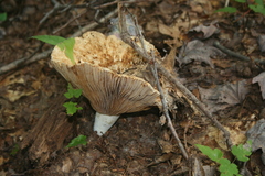 Lactarius sanguifluus