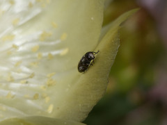 Tetragonoschema