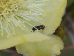 Tetragonoschema