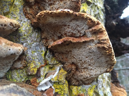 Spindulinis Skylenis nuotrauka