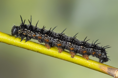 Raudonjuostė pleštekė nuotrauka